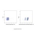 Recombinant CD16/CD32 Antibody