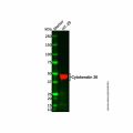 Cytokeratin 20 Mouse mAb