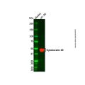 Cytokeratin 20 Mouse mAb