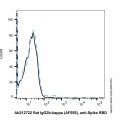 Rat IgG2b-kappa (AF555), anti-Spike RBD
