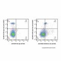 CD226 Rat mAb (AF405)
