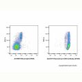 Recombinant CD45 Antibody (AF405)