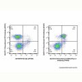 Recombinant CD90.2/Thy1.2 Antibody (AF405)