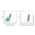 Recombinant CD45 Antibody (AF700)