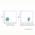 Recombinant CD45 Antibody (AF405)