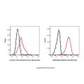 CD86 Rat mAb (PE-Cy5)