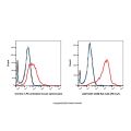 CD86 Rat mAb (PE-Cy7)