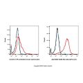 CD86 Rat mAb (APC-Cy7)