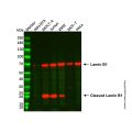 Lamin B1 Mouse mAb