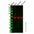 Cytokeratin 9 Mouse mAb