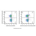 Recombinant TCR γ/δ Antibody (AF647)