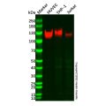 CD31 Mouse mAb