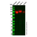CD31 Mouse mAb
