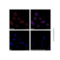 Goat Anti-Human IgG Fc (TRITC)