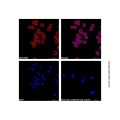 Goat Anti-Rabbit IgG H&L (AF546)