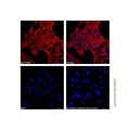 Goat Anti-Mouse IgG H&L (AF546)