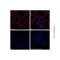 Goat Anti-Mouse IgG H&L (AF680)