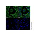 Goat Anti-Mouse IgG H&L (Oregon Green 488)