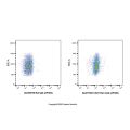 CD31 Rat mAb (AF405)