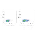 Recombinant CD20 Antibody (AF405)