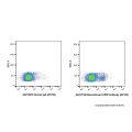 Recombinant CD20 Antibody (AF700)