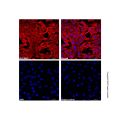 Goat Anti-Mouse IgG H&L (AF647) (Ready to use)