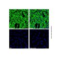 Goat Anti-Mouse IgG H&L (AF488) (Ready to use)