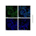 Goat Anti-Rabbit IgG H&L (AF488) (Ready to use)