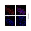 Goat Anti-Human IgG (AF647) (Ready to use)