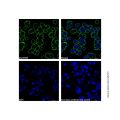Goat Anti-Human IgG (AF488) (Ready to use)