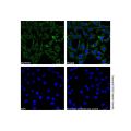 Cyclophilin B Mouse mAb (Biotin)