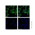 beta Actin Mouse mAb (AF488)