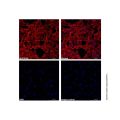 beta Actin Mouse mAb (AF647)