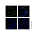 Lamin A/C Mouse mAb (Biotin)