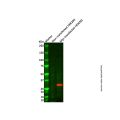 Myc tag Mouse mAb (Biotin)