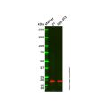 Cofilin Mouse mAb (Biotin)