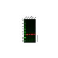 GAPDH Mouse mAb (HRP)