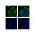GAPDH Mouse mAb (Biotin)