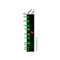 Hsp60 Mouse mAb (HRP)