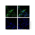 Hsp60 Mouse mAb (Biotin)