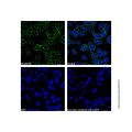 Goat Anti-Human IgG (LumiDye™ Blue 515)