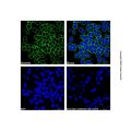 Goat Anti-Human IgG (LumiDye™ Blue 525)