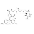 生物素（5-荧光素）缀合物