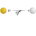 Beta Galactosidase