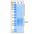 Recombinant Human CD30-L Protein