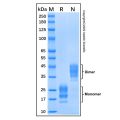 Recombinant Human Cystatin F Protein