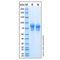 Recombinant Human FLRT2 Protein