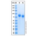 Recombinant Human FLRT3 Protein