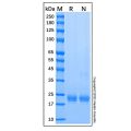 Recombinant Human IL-1 alpha/IL-1F1 Protein