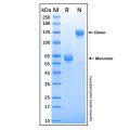 Recombinant Human JAM-C Protein